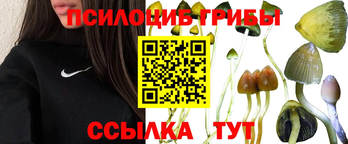 Псилоцибиновые грибы Psilocybe Сунжа
